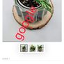 No.1 Philodendron Emerald Queen Image 3