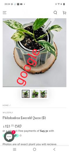 No.1 Philodendron Emerald Queen