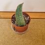 Whale Fin snake plant Image 2
