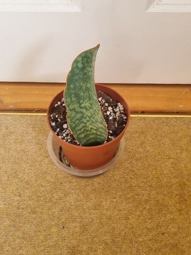 Whale Fin snake plant