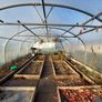 Polytunnel Image 10