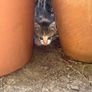 kittens Image 6