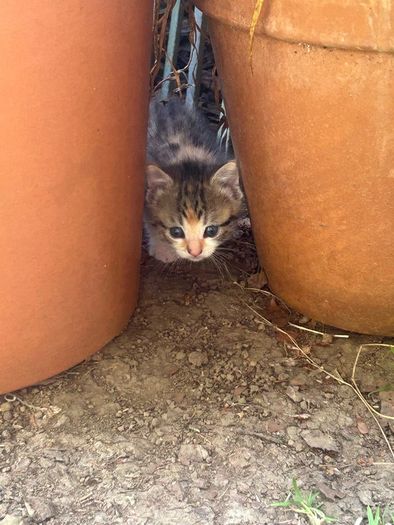 kittens