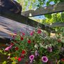 Large Hanging Baskets Image 4