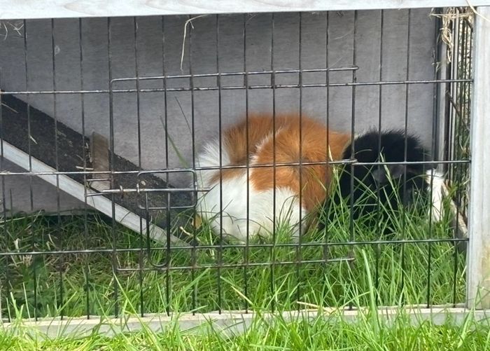 Guinea pig male