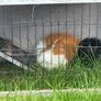 Guinea pig male Image 2
