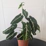 Syngonium Wendlandii Plant Image 3