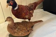 Taxidermy pheasant