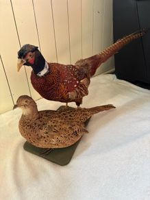 Taxidermy pheasant