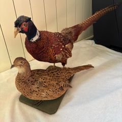 Taxidermy pheasant