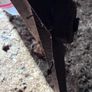 Wexford Engineering pulper Image 9
