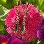 Antique Earrings Image 5