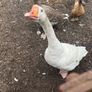 Beautiful pair of geese Image 2