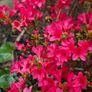 Azalea Evergreen Plants Image 7