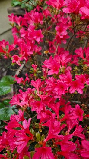 Azalea Evergreen Plants