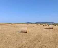 Organic Hay Bales