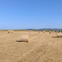 Organic Hay Bales