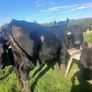 Bull runners Image 7