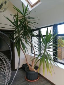 Large yucca plant / tree