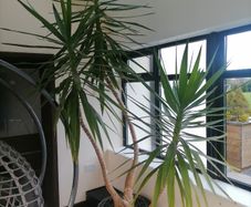 Large yucca plant / tree