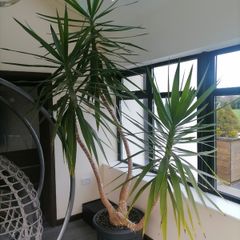 Large yucca plant / tree