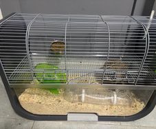 Gerbil cage