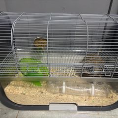 Gerbil cage