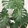 indoor plant Image 2
