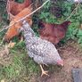 Chicken and pheasant 2026 Image 9