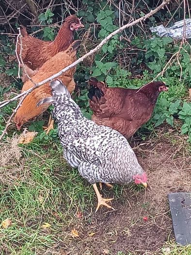 Chicken and pheasant 2026