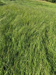 Silage
