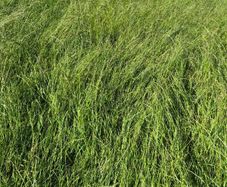 Silage