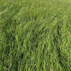 Silage