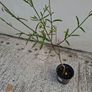 Verbena Bonariensis Image 3
