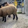 Ewe Lambs Suffock Image 2