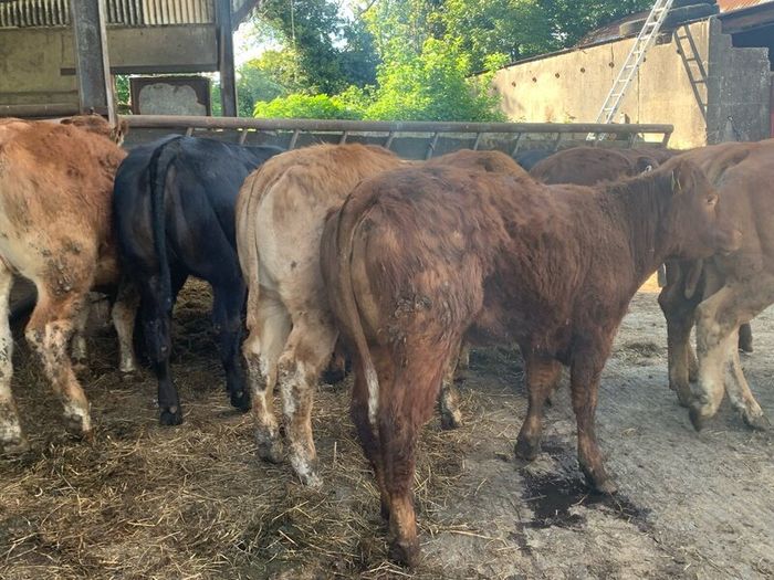 14 smashing limousine heifers