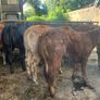 14 smashing limousine heifers Image 7