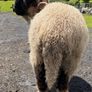 Pedigree Blacknose ewe due to lamb end August 2026 Image 6