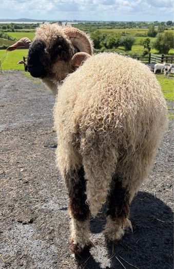 Pedigree Blacknose ewe due to lamb end August 2026