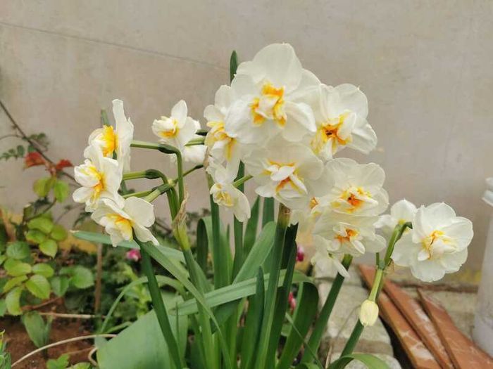 Narcissus 'Bridal Crown' (Fragrant)