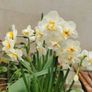 Narcissus 'Bridal Crown' (Fragrant) Image 2