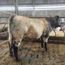 5Shorthorn Bull for sale Image 9