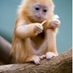 monkeyisfunky