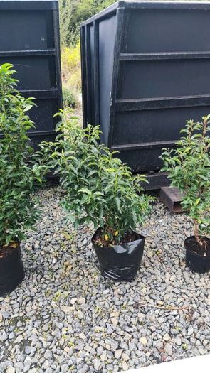 Quality Portuguese Laurel in sizes from 3 euro