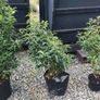 Quality Portuguese Laurel in sizes from 3 euro Image 5