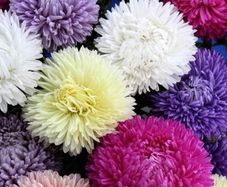 (A) Aster Lady Coral Formula seeds 0.2g (414628)