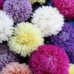 (A) Aster Lady Coral Formula seeds 0.2g (414628)