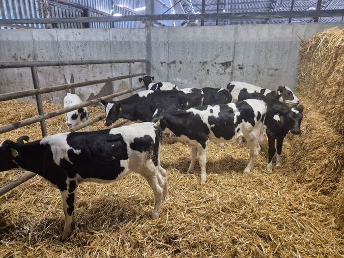 Six  Pedigree Registered Holstein Friesian Calves