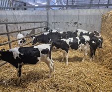 Six  Pedigree Registered Holstein Friesian Calves