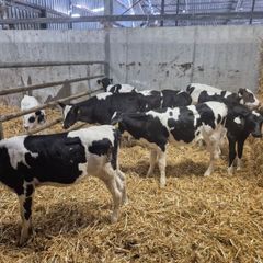 Six  Pedigree Registered Holstein Friesian Calves